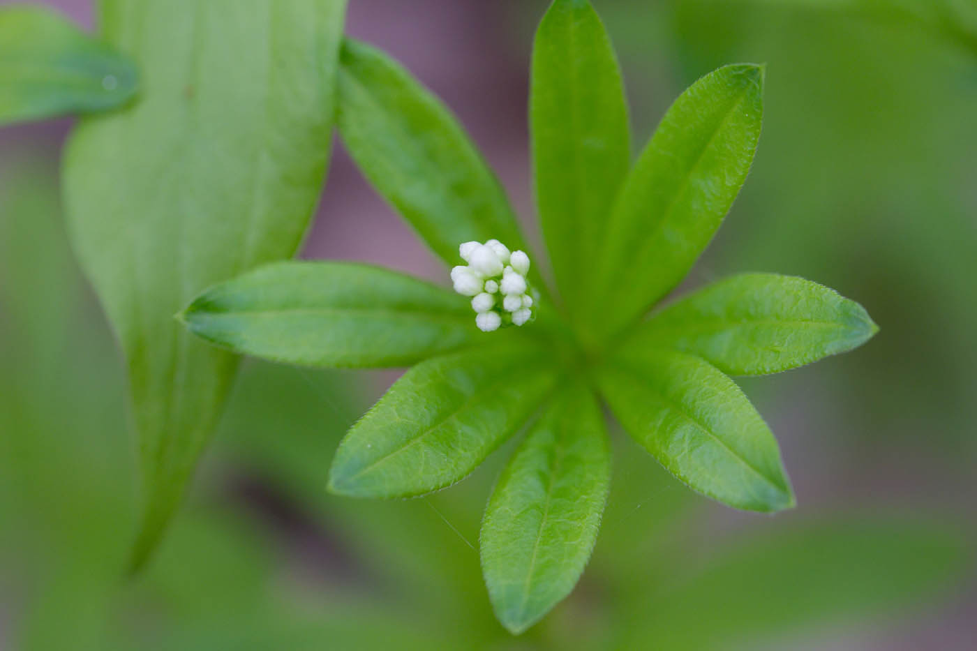 Image of Galium odoratum specimen.