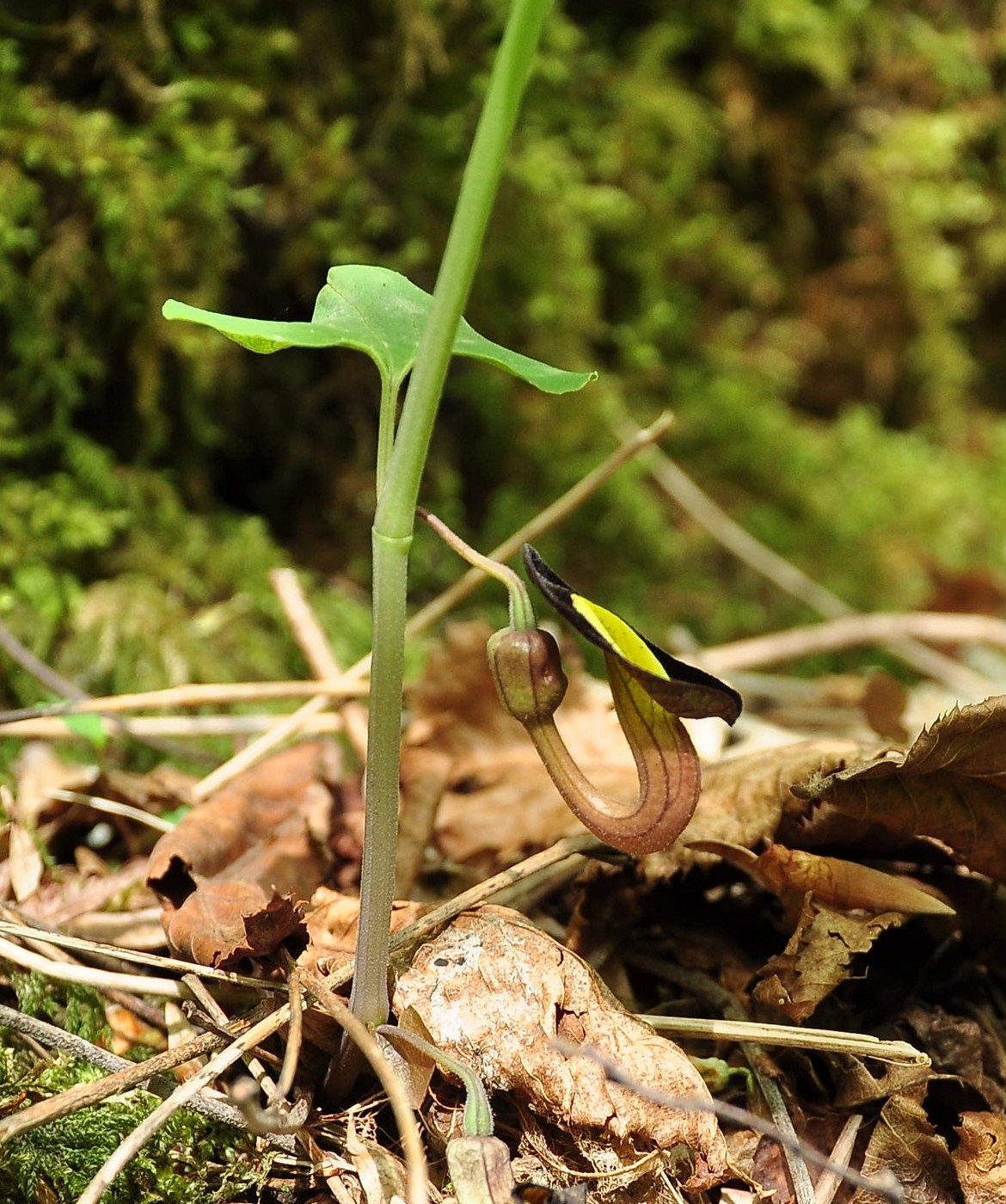 Image of Aristolochia steupii specimen.