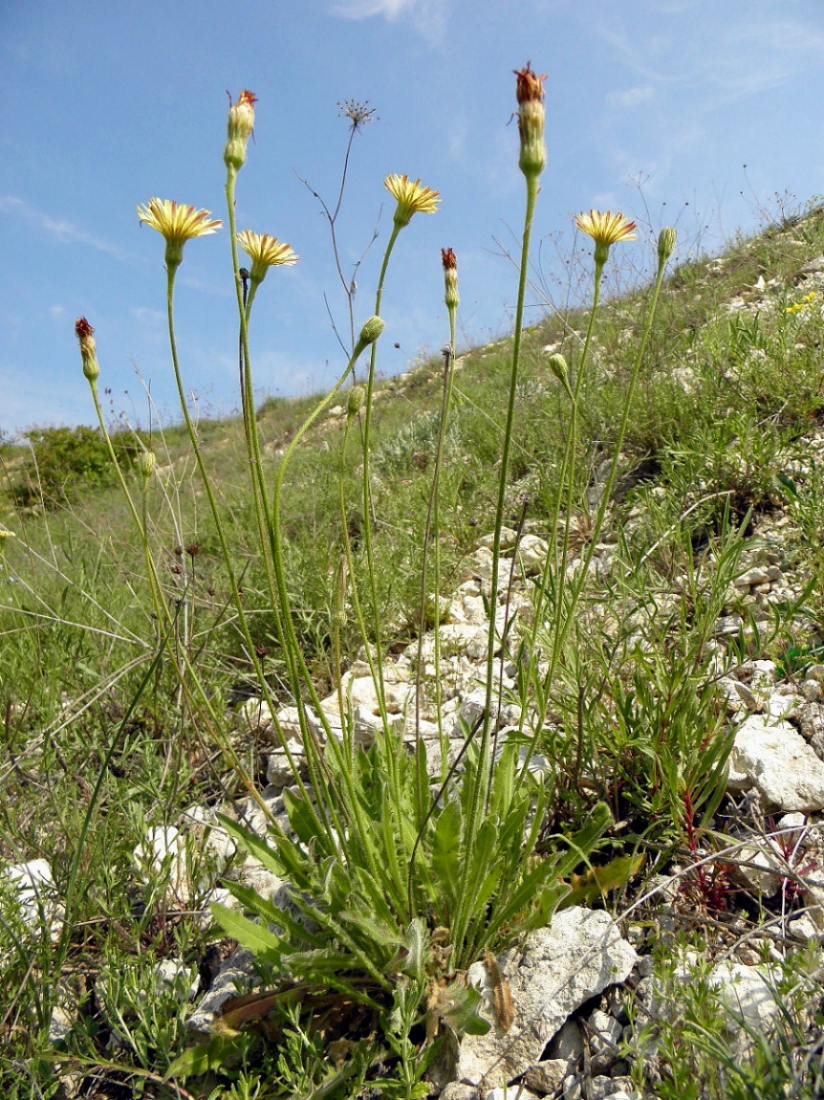 Изображение особи Leontodon biscutellifolius.