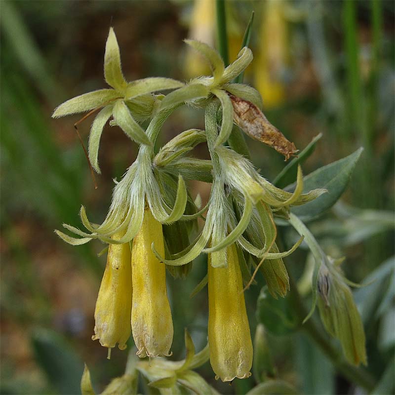Image of Onosma sericea specimen.