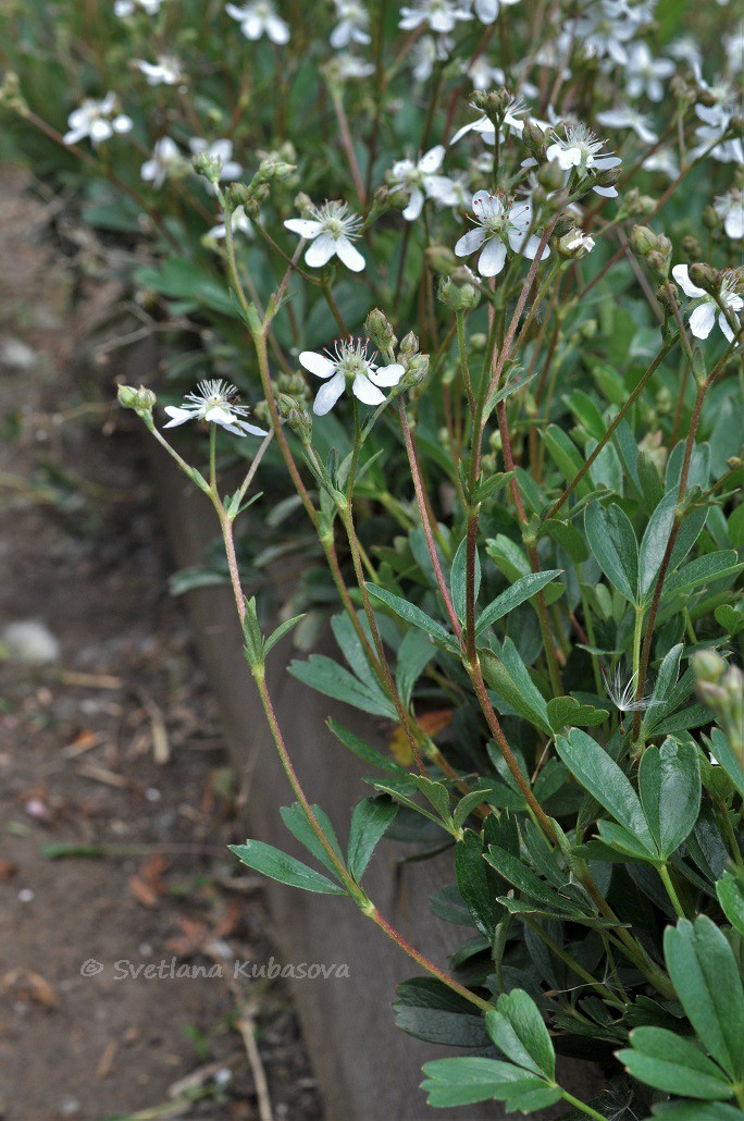 Image of Potentilla tridentata specimen.
