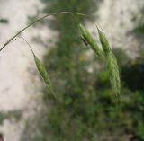 Bromus squarrosus. Соцветие. Белгородская обл., Губкинский р-н, запов. «Белогорье», Ямская степь. 14 июня 2009 г.
