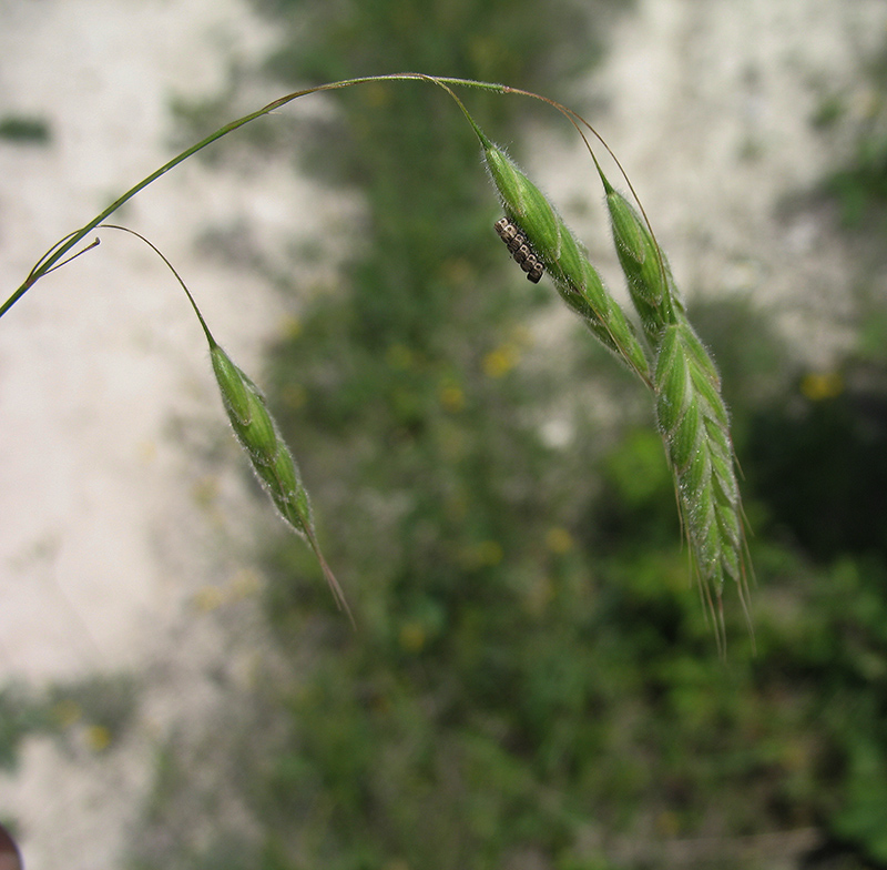 Изображение особи Bromus squarrosus.