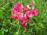 Lathyrus tuberosus. Цветки. Украина, Черкасская обл., Маньковский р-н, с. Буки, Букский каньон, остепнённый луговой склон. 11.06.2016.