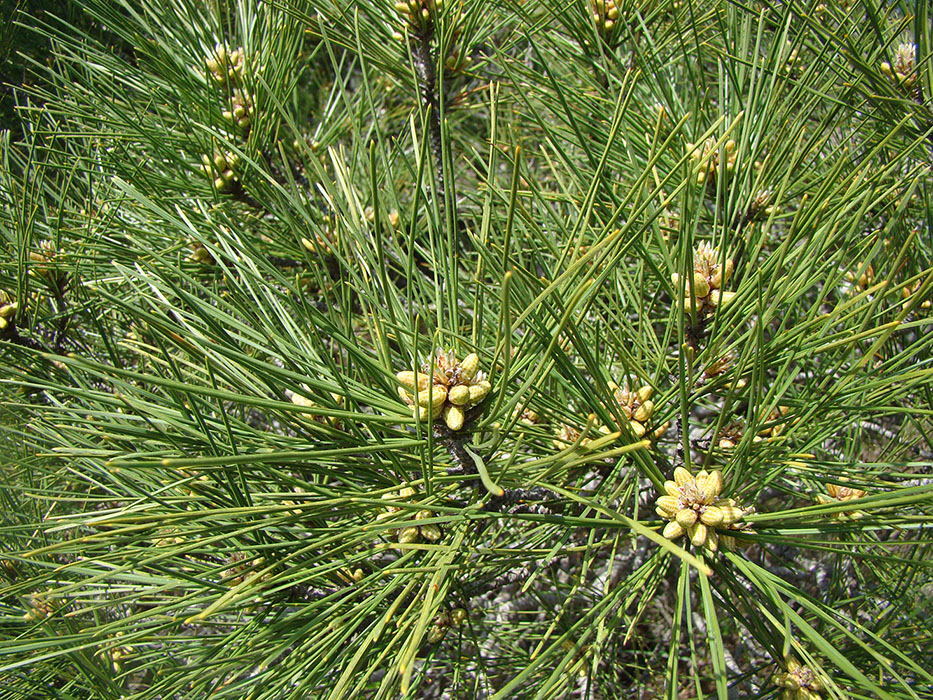 Image of Pinus pityusa specimen.