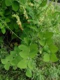 Lathyrus davidii. Часть цветущего растения. Приморье, Находкинский городской округ, окр. пос. Авангард, склон сопки. 04.07.2016.