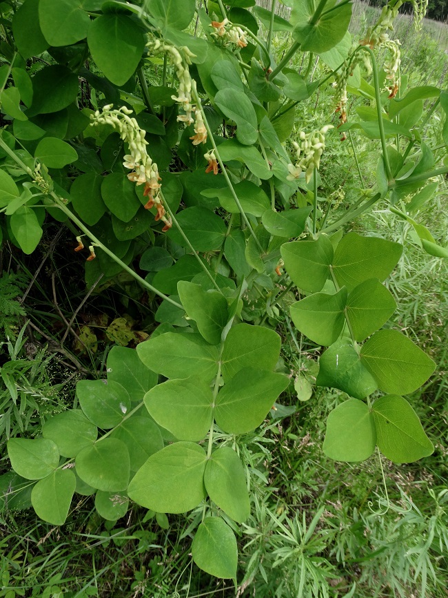 Image of Lathyrus davidii specimen.