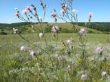 Centaurea stoebe