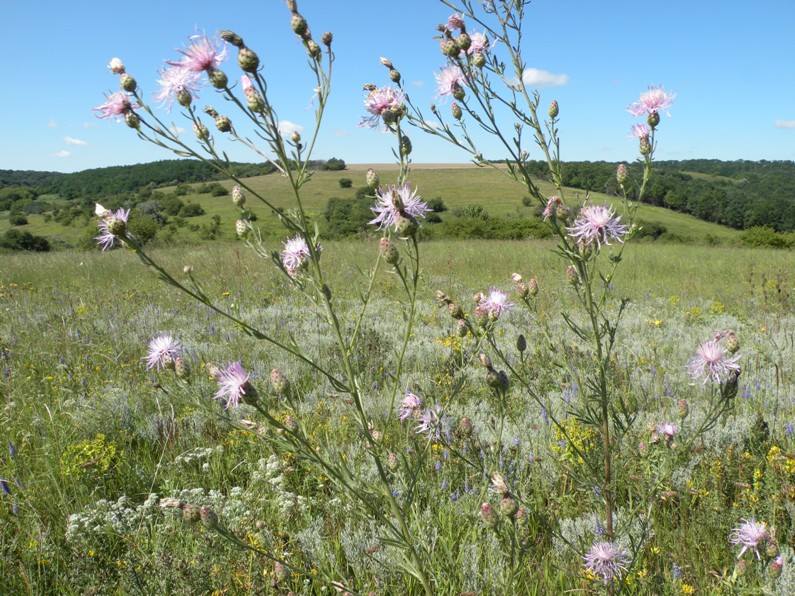 Image of Centaurea stoebe specimen.