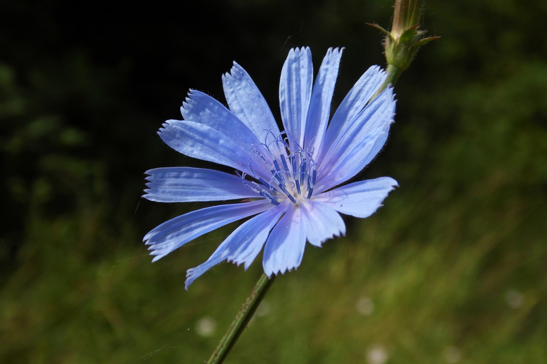 Image of Cichorium intybus specimen.