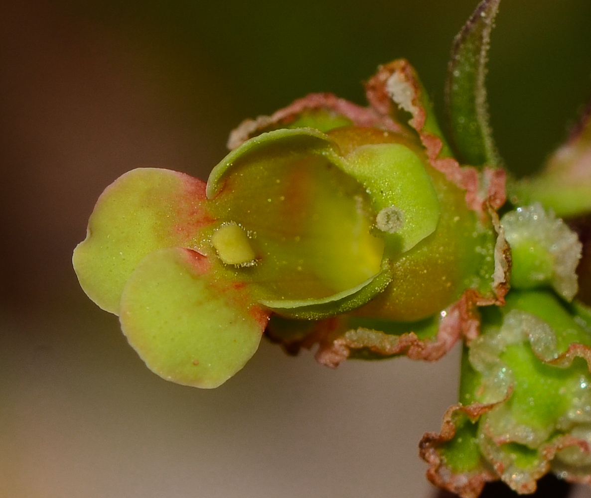 Изображение особи Scrophularia rubricaulis.