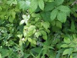 Rubus idaeus. Ветви с незрелыми соплодиями и частично депигментированными листьями. Мурманск, р-н Жилстроя, заросший антропогенный откос. 22.07.2016.