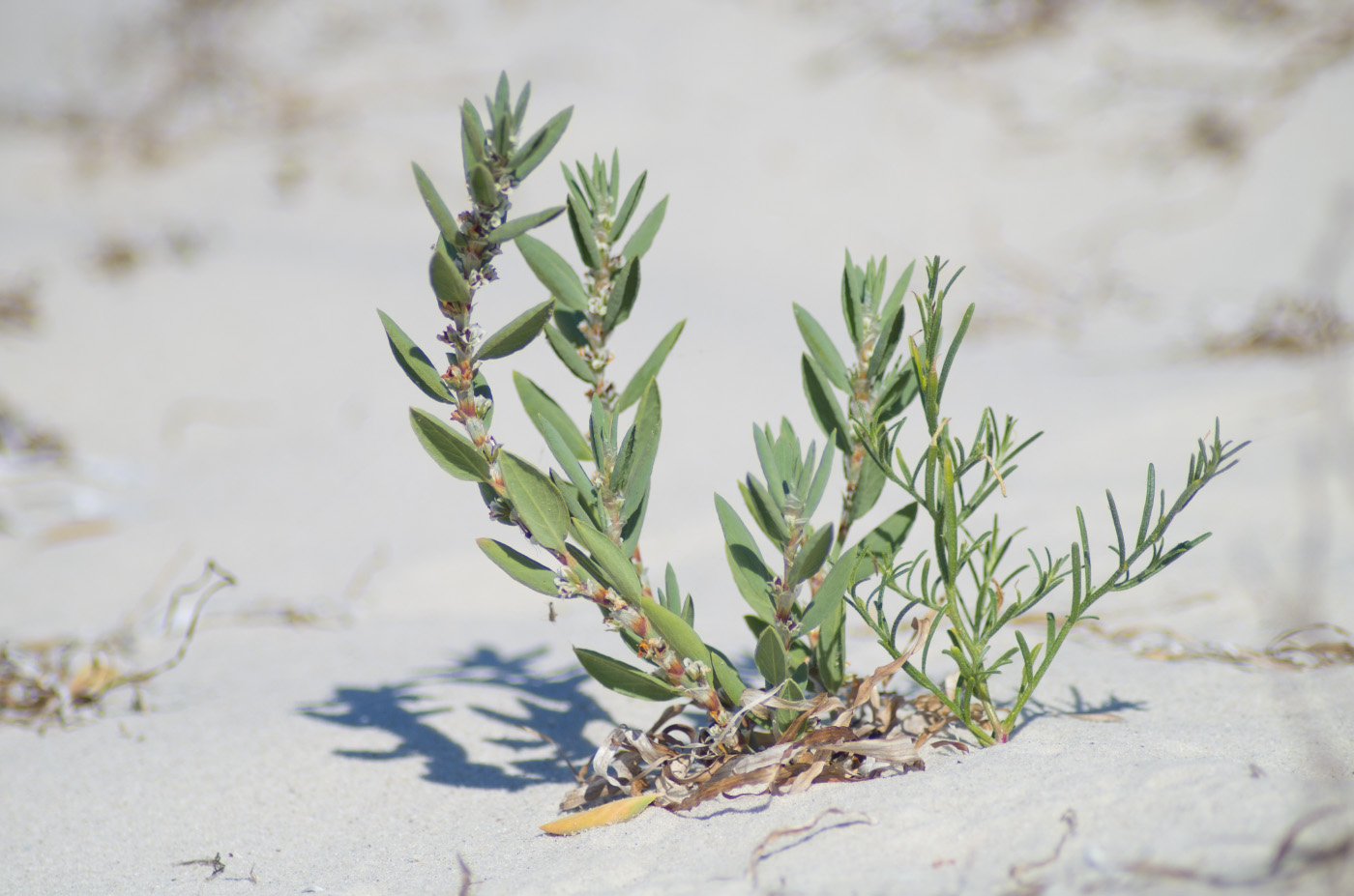 Изображение особи Polygonum maritimum.