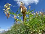 Astragalus mongholicus