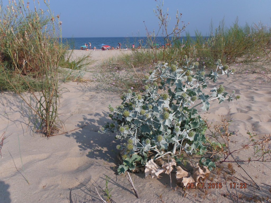 Image of Eryngium maritimum specimen.