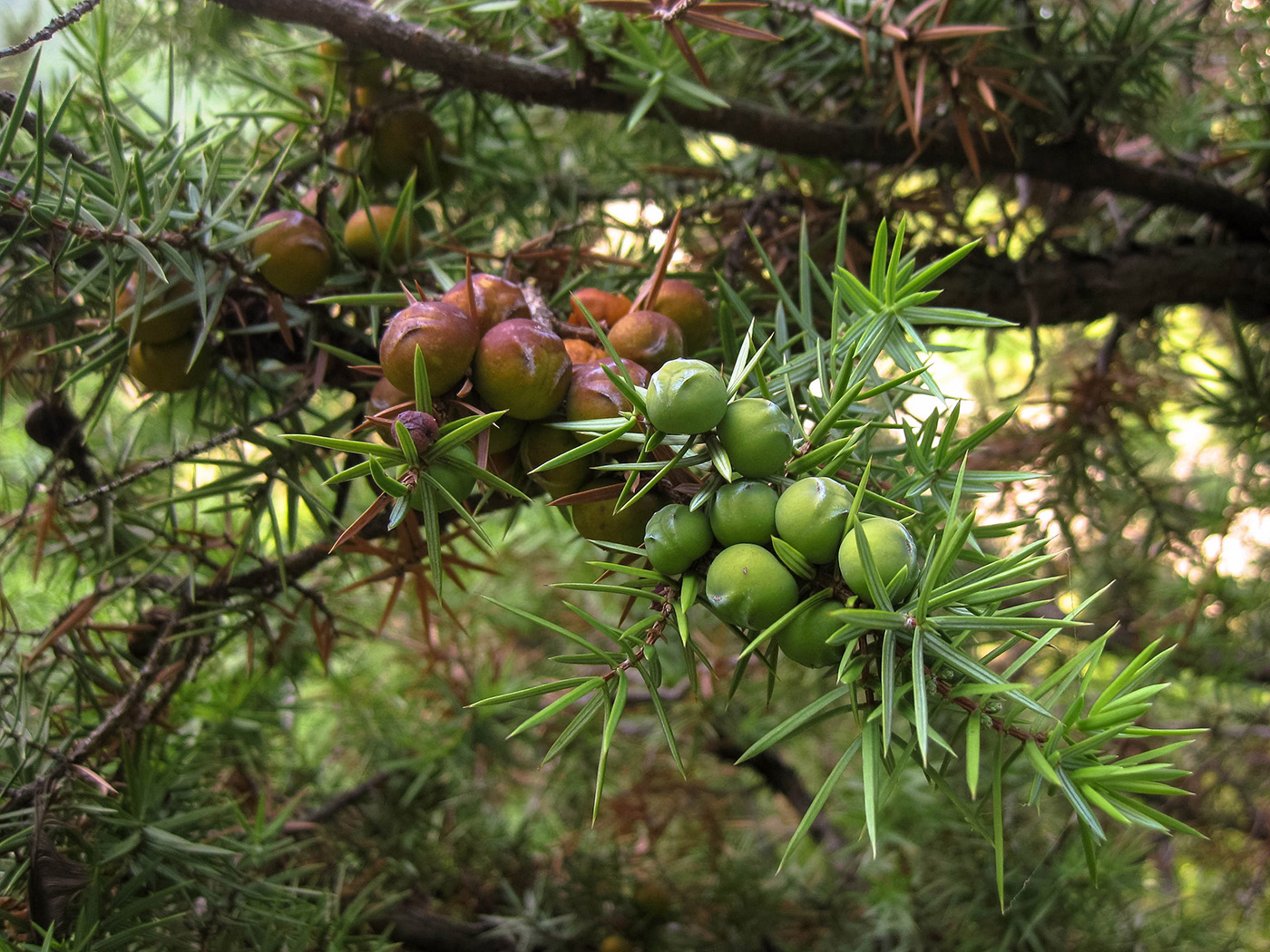 Изображение особи Juniperus deltoides.