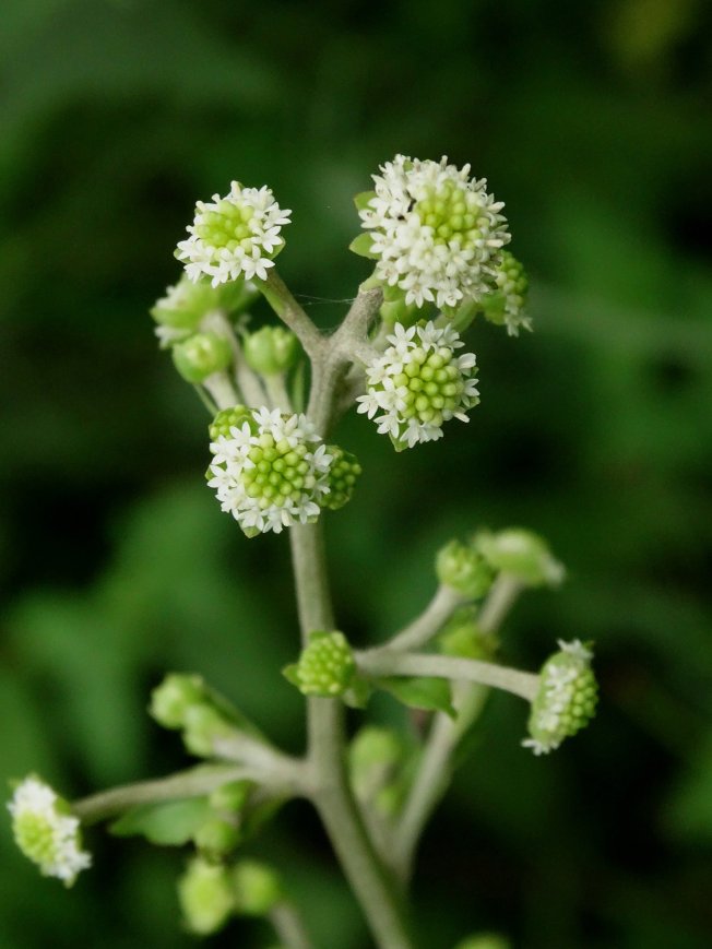 Image of Adenocaulon adhaerescens specimen.