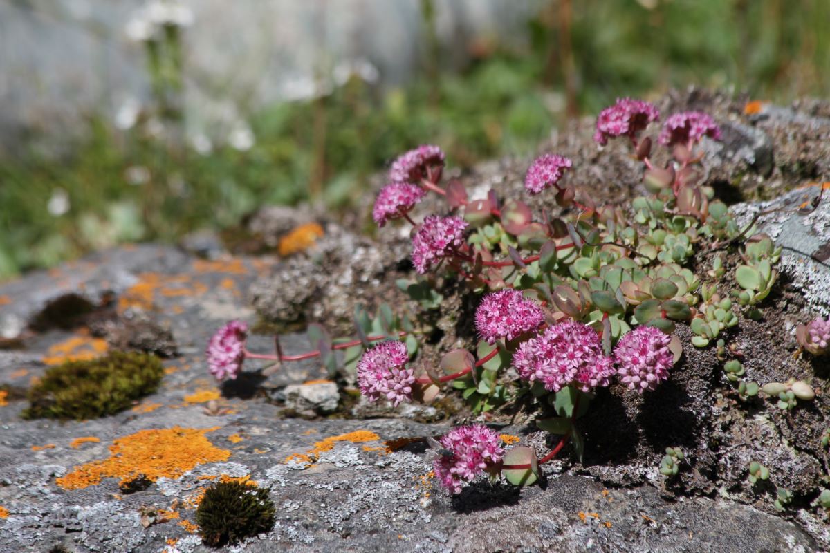 Изображение особи Hylotelephium ewersii.