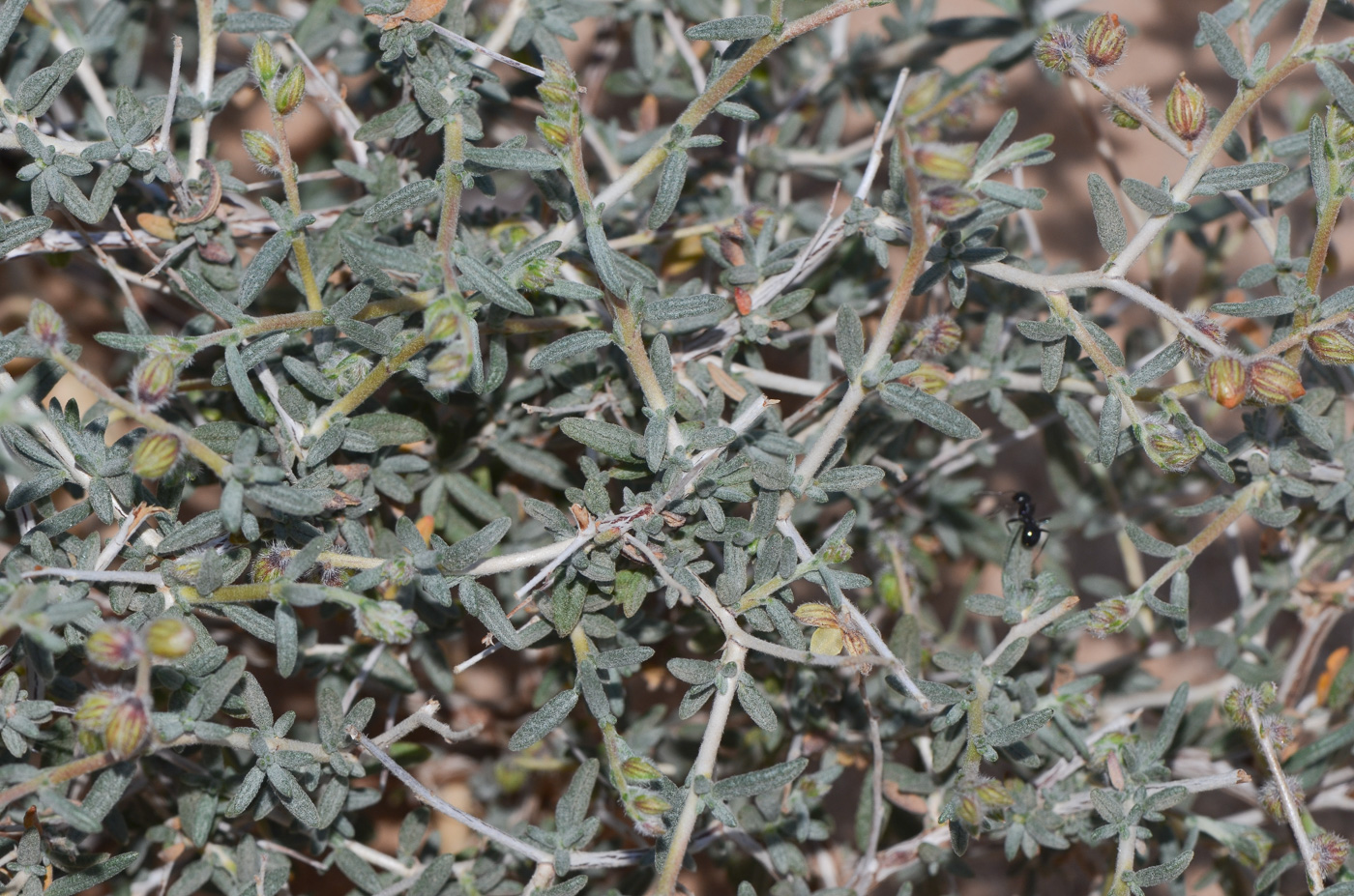 Image of Helianthemum lippii specimen.