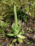 Orostachys malacophylla. Расцветающее растение. Приморье, окр. г. Находка, сопка Племянник, на вершине сопки, разнотравный склон. 17.09.2016.