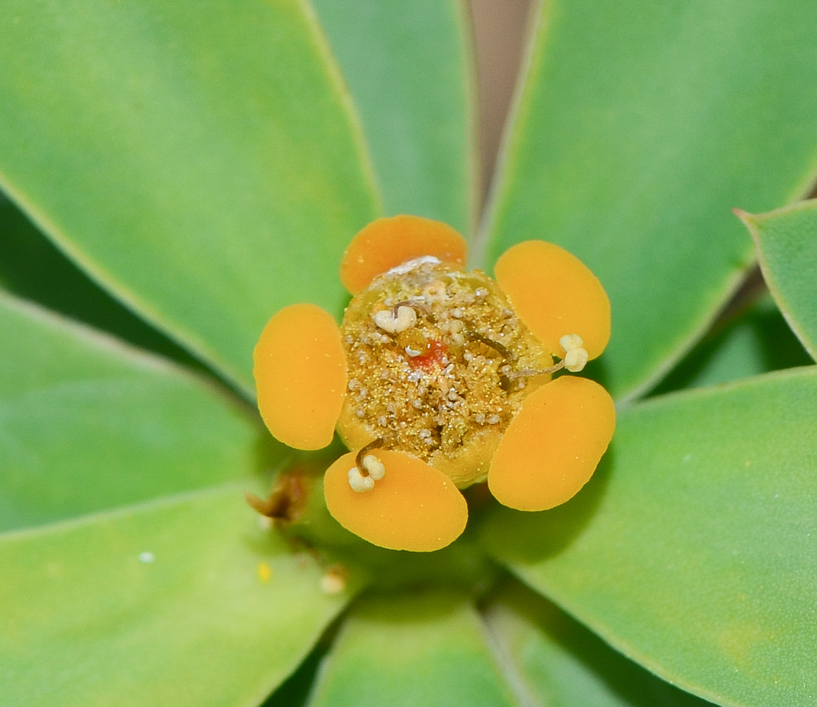 Изображение особи Euphorbia balsamifera.