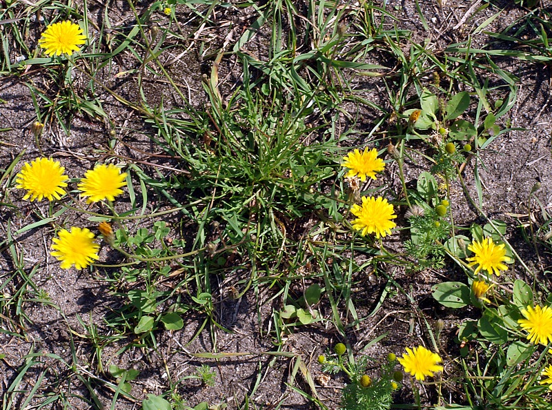 Image of Scorzoneroides autumnalis specimen.