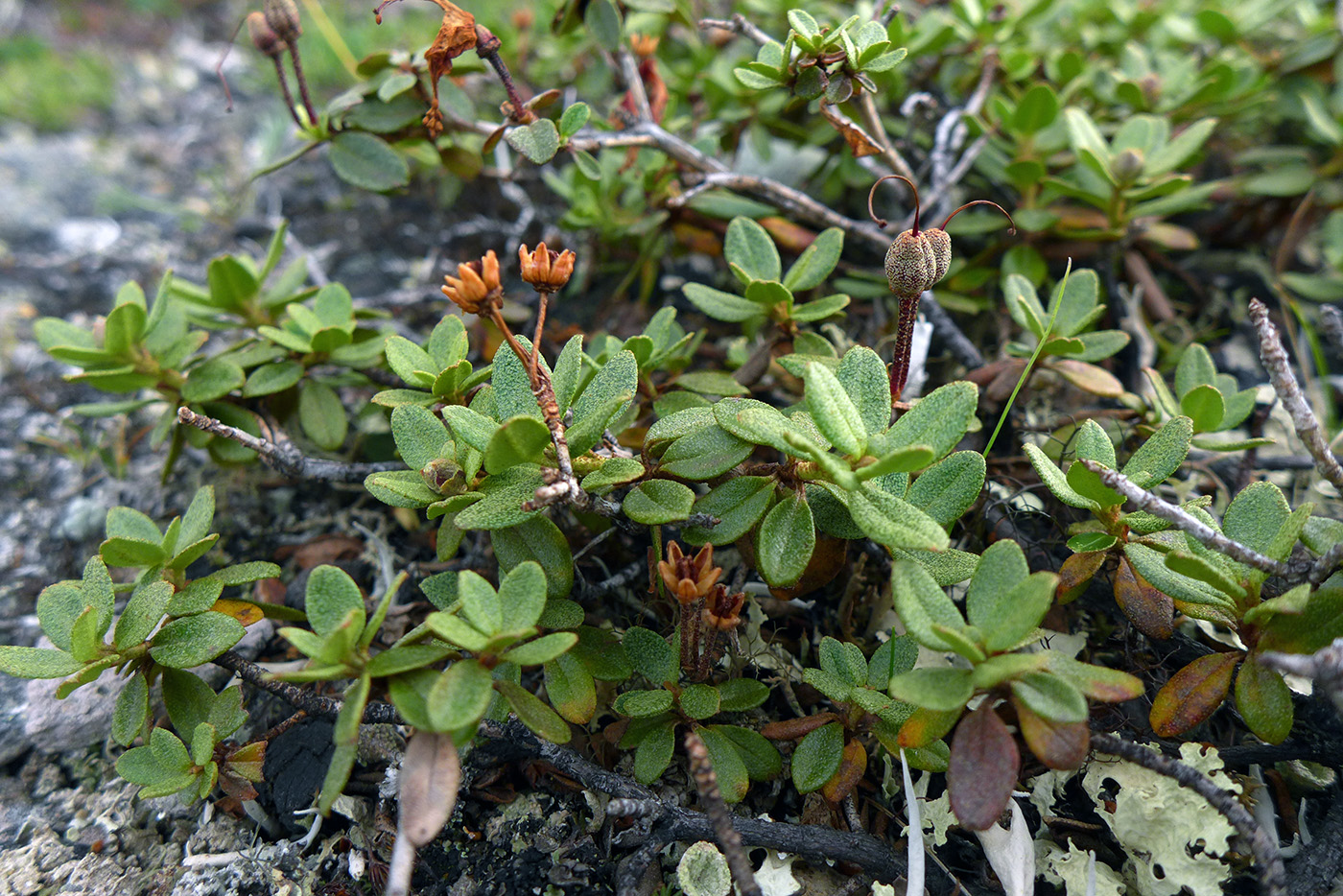 Изображение особи Rhododendron lapponicum.