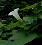 Calystegia silvatica. Цветок и листья. Краснодарский край, Адлерский р-н, окр. пос. Красная Поляна, гора Аибга, водопад Поликаря, опушка леса, выс. ≈ 1500 м н.у.м. 19.09.2016.