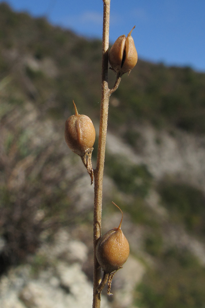 Image of genus Verbascum specimen.