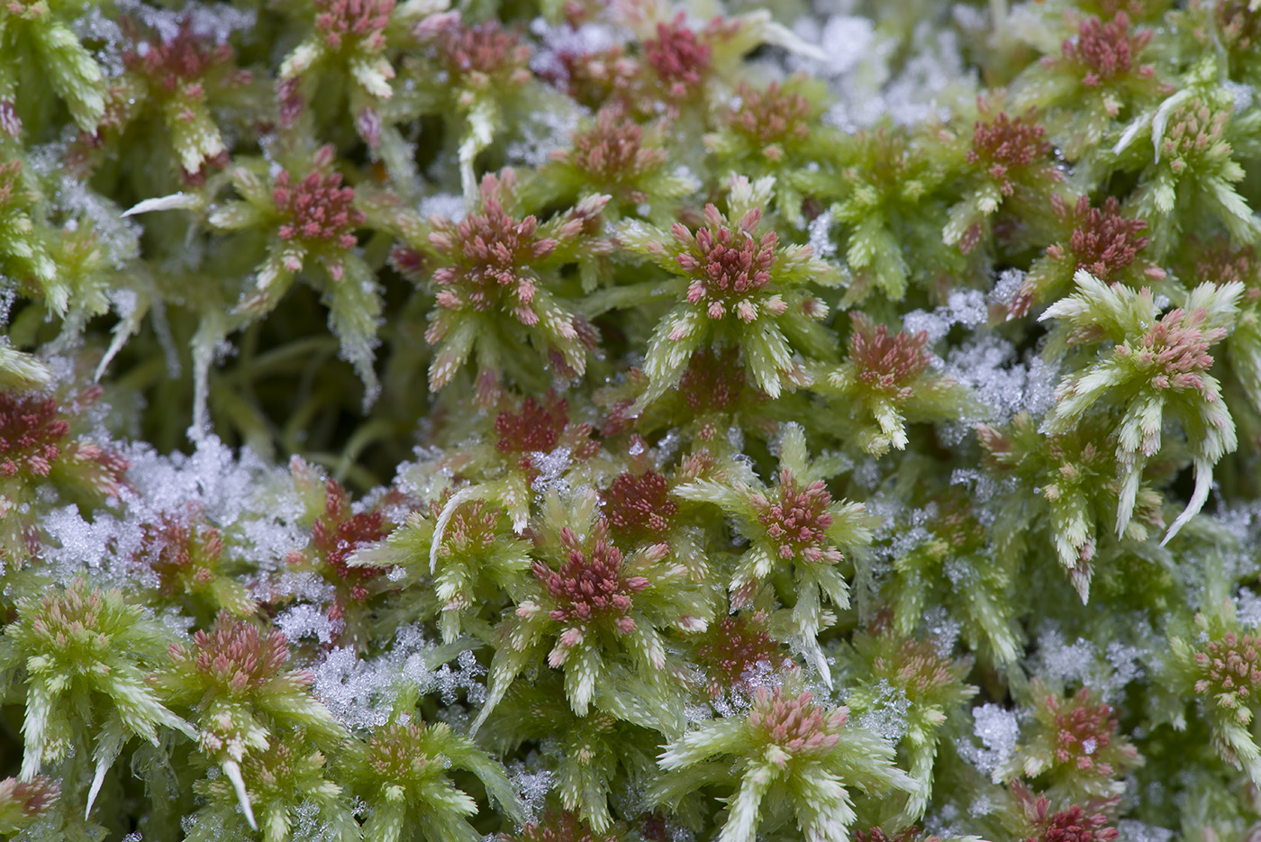 Изображение особи Sphagnum russowii.