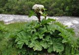 Heracleum sosnowskyi. Цветущее растение. Северная Осетия, Ирафский р-н, верховья р. Урух, выс. около 1800 м н.у.м., луг на берегу реки, у дороги. 05.07.2016.