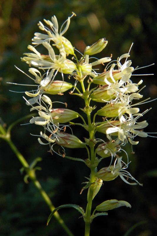 Image of Silene foliosa specimen.