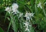 Leontopodium leontopodioides