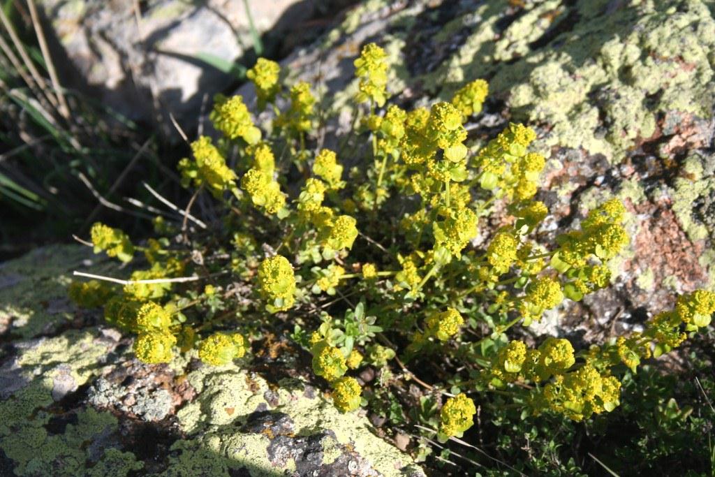 Изображение особи род Cruciata.