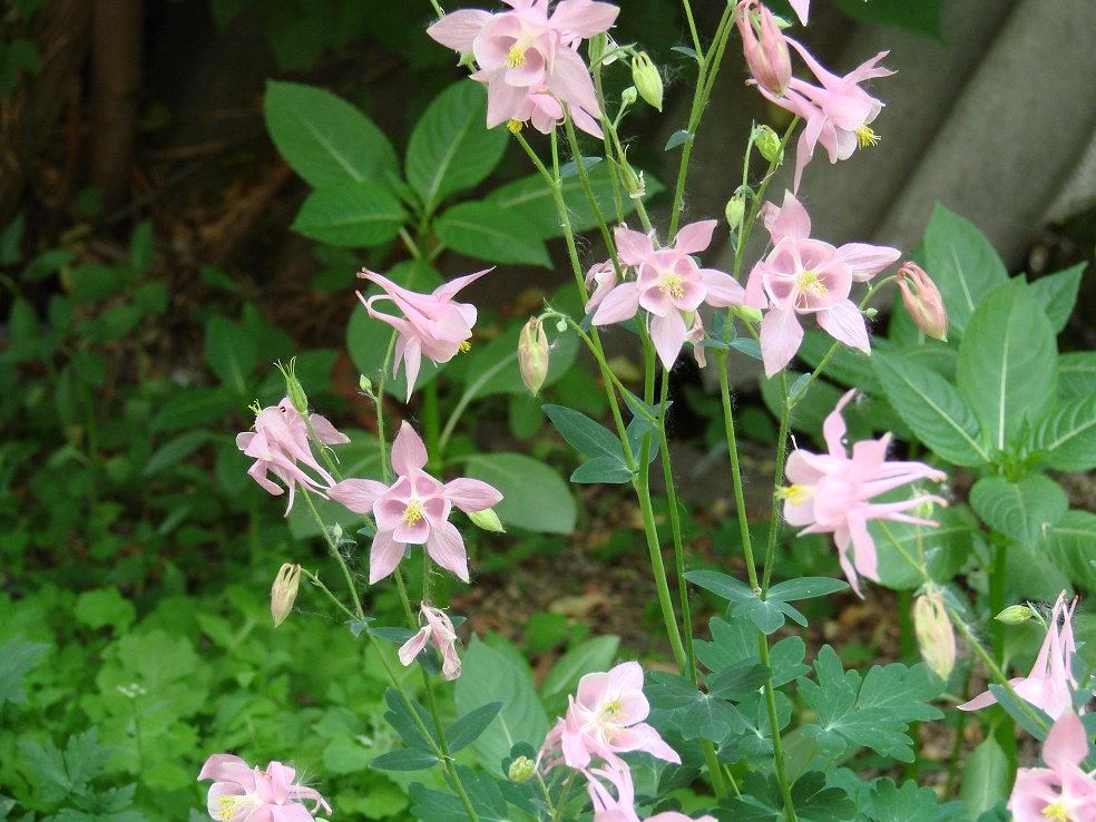 Изображение особи род Aquilegia.