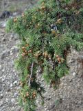 Juniperus deltoides