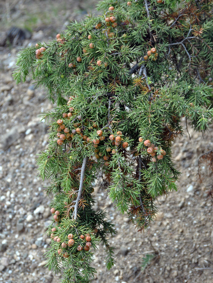 Изображение особи Juniperus deltoides.