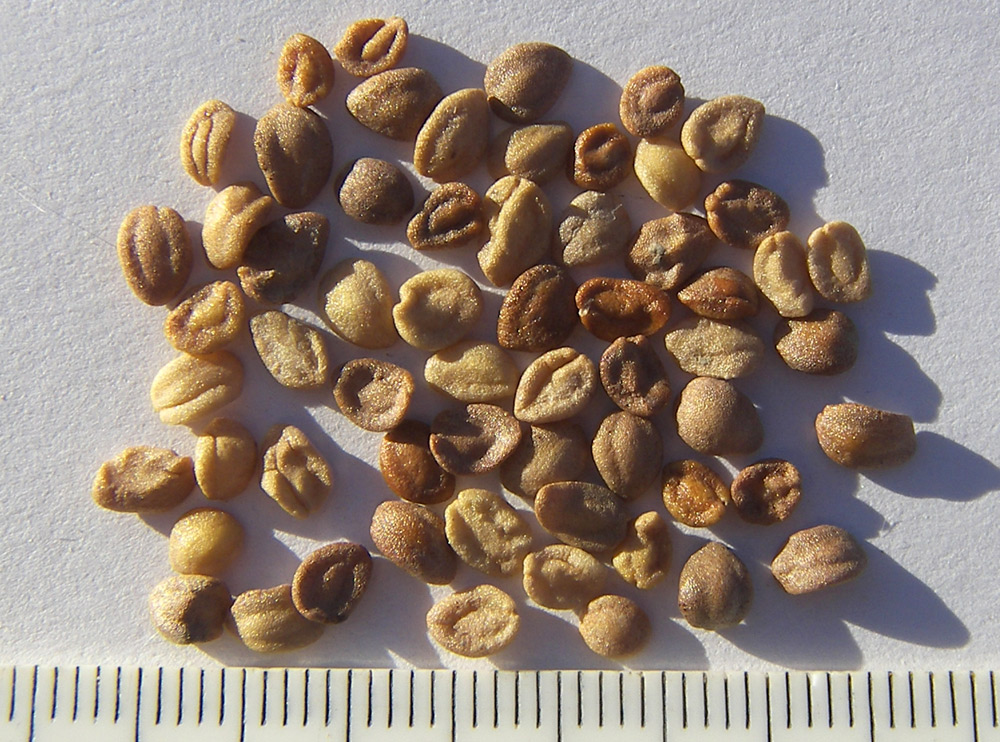 Image of Lonicera etrusca specimen.