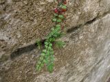 Asplenium trichomanes