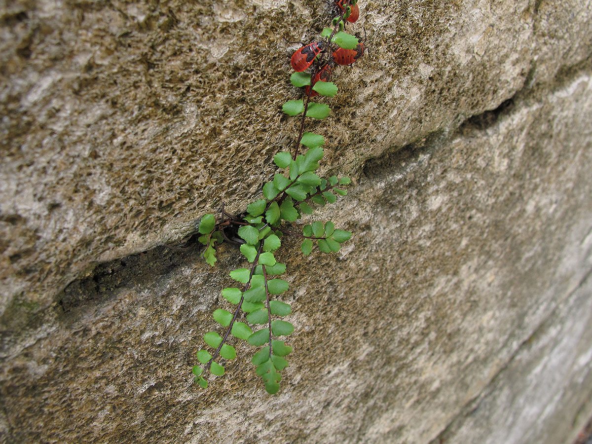 Изображение особи Asplenium trichomanes.