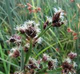 Schoenoplectus tabernaemontani