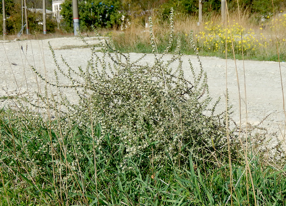 Изображение особи Salsola tragus.