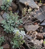 Odontarrhena obtusifolia. Плодоносящее растение. Крым, Бахчисарайский р-н, окр. с. Трудолюбовка, осыпь. 20.07.2009.