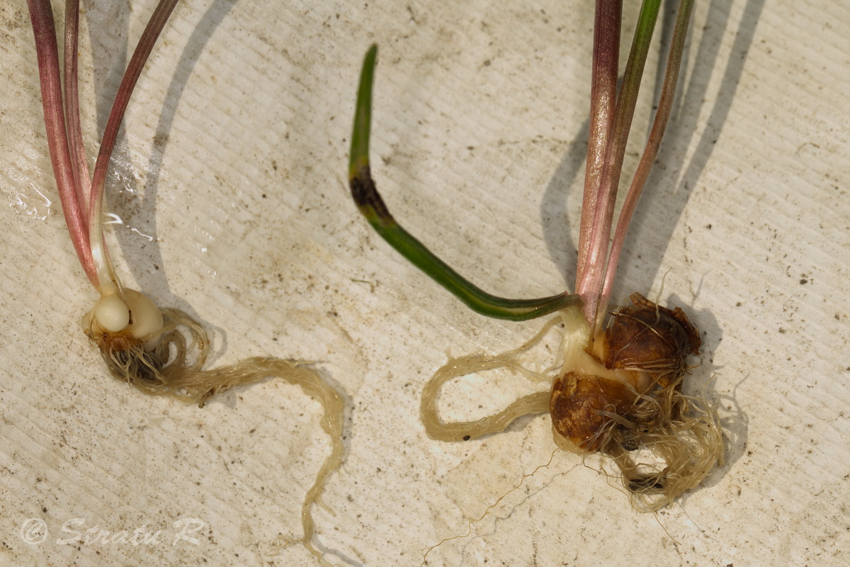 Image of Gagea villosa specimen.