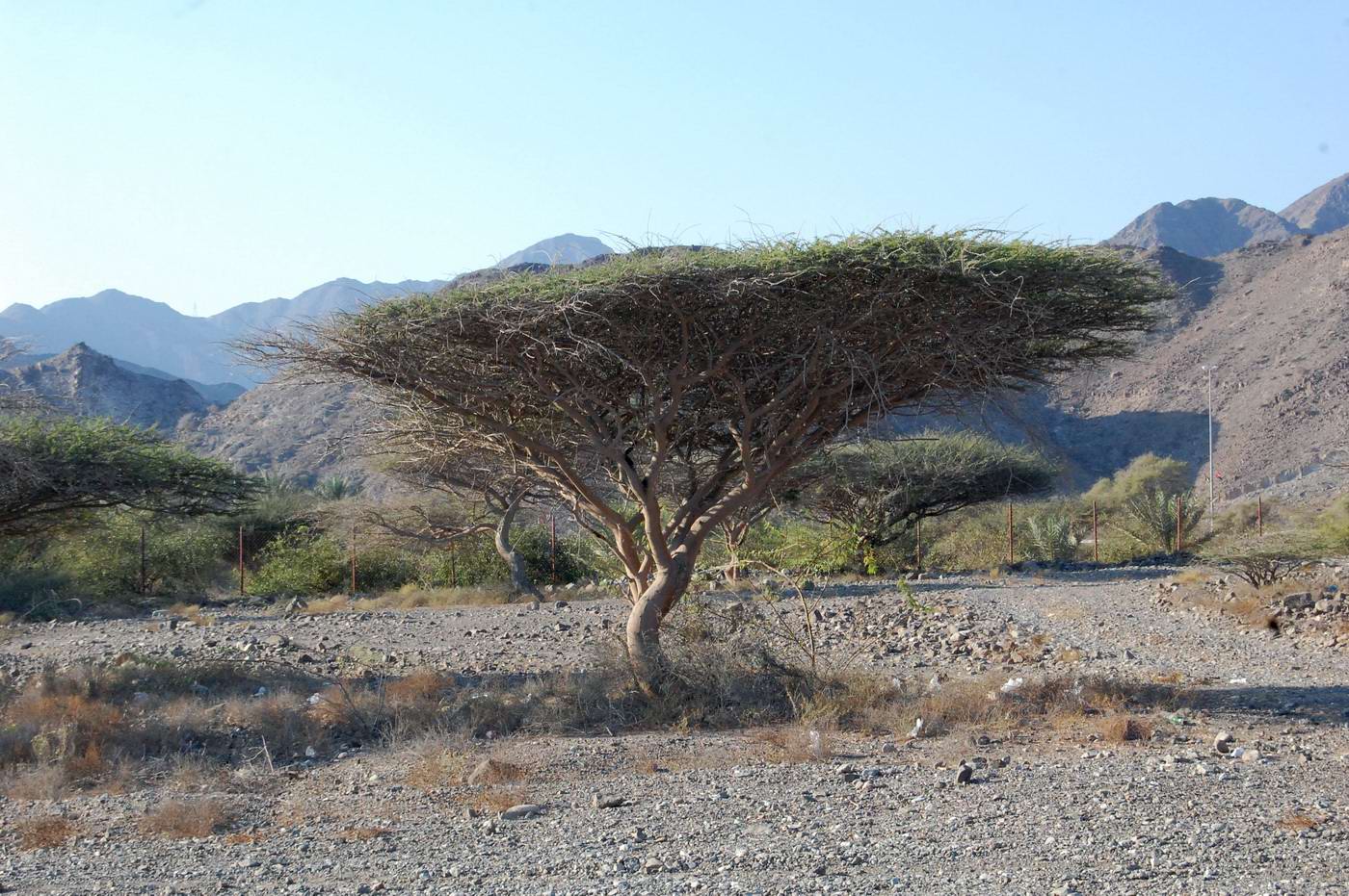 Image of genus Vachellia specimen.