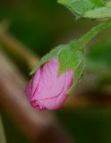 Anisodontea capensis