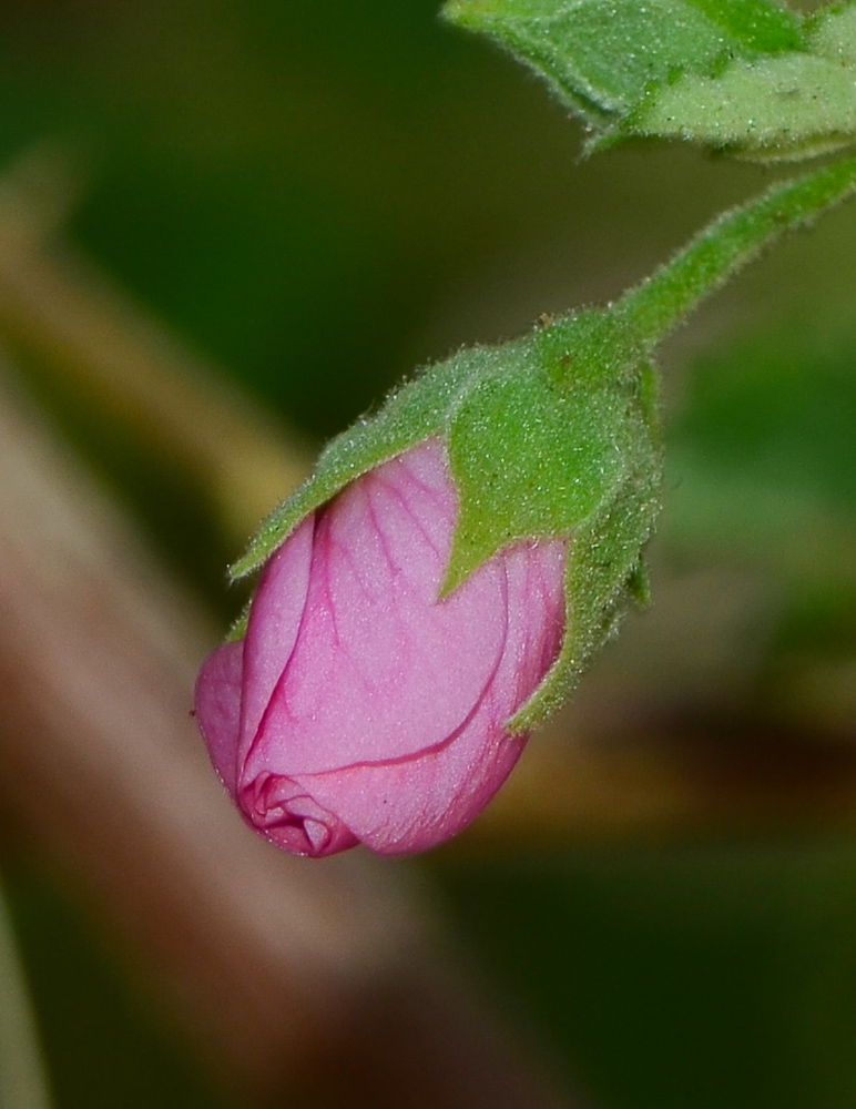 Image of Anisodontea capensis specimen.