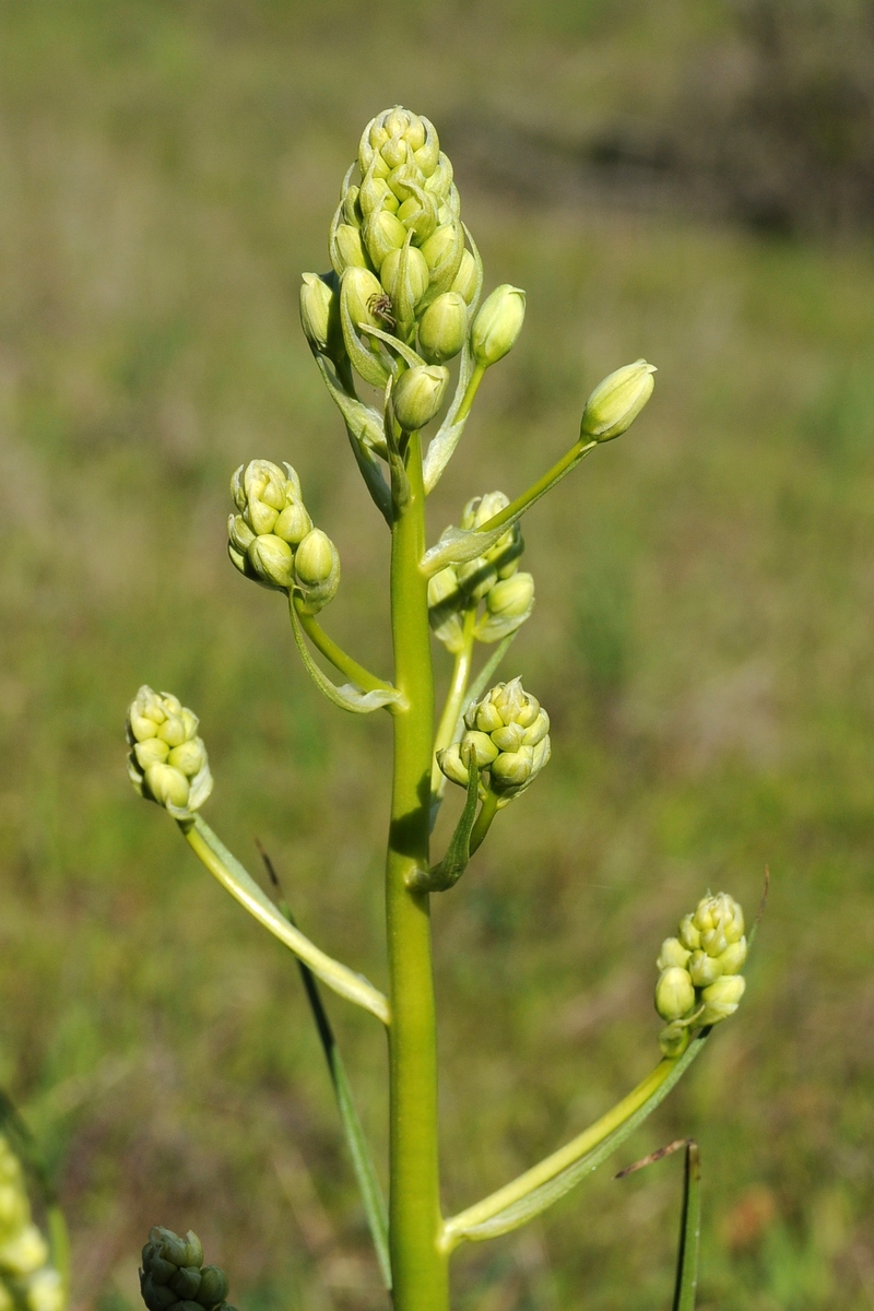 Image of Zigadenus fremontii specimen.