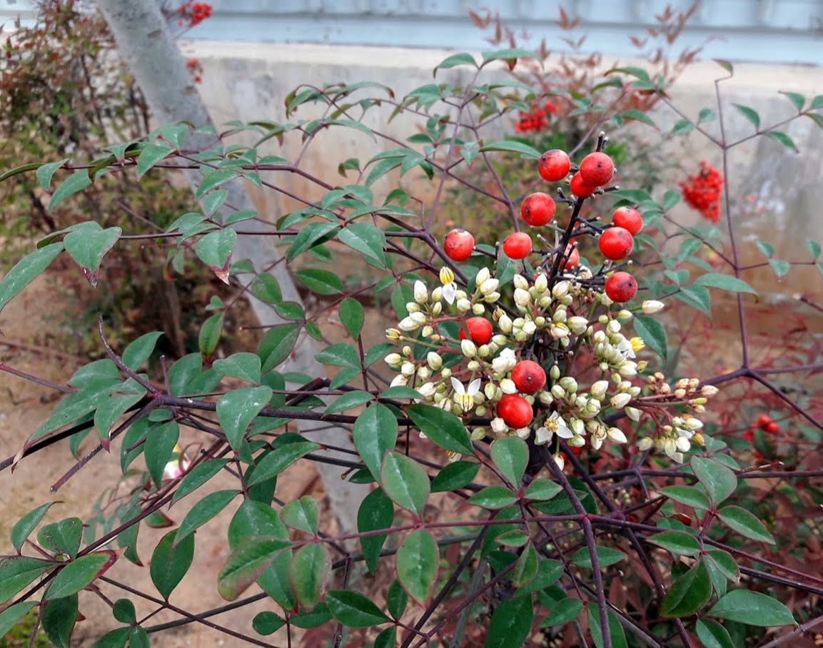 Изображение особи Nandina domestica.