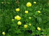 Trollius europaeus. Цветущие растения. Украина, Ивано-Франковская обл., Яремчанский горсовет, Яблоницкий сельсовет, окр. с. Яблуница, зарастающий елями высокогорный луг, среди разнотравья. 21.06.2014.